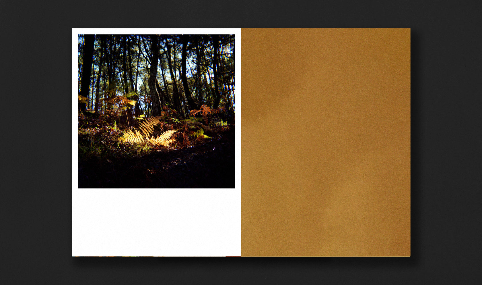 Bosque Animado Vari Carames Fabulatorio