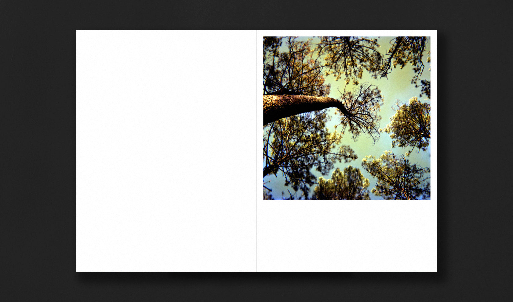 Bosque Animado Vari Carames Fabulatorio