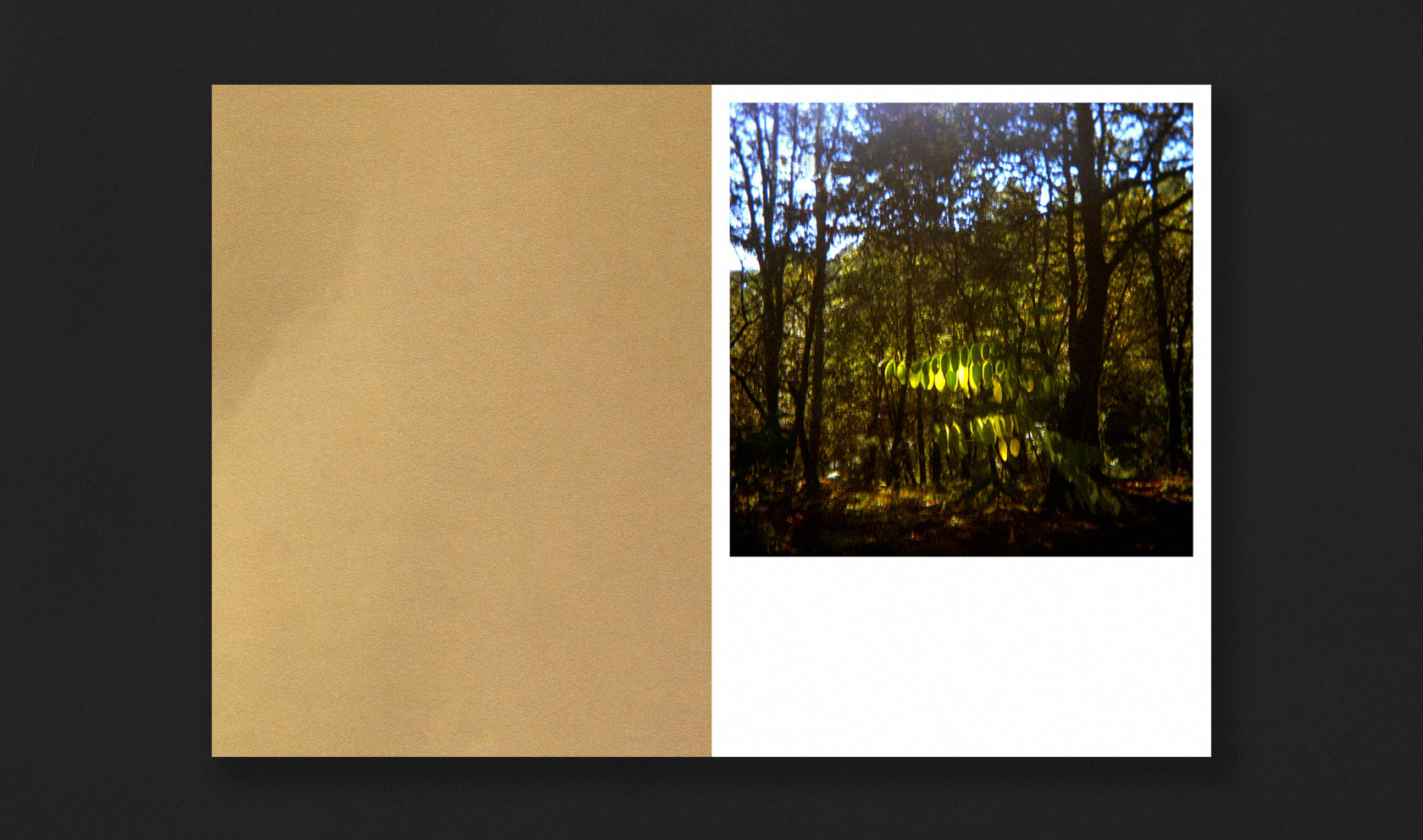 Bosque Animado Vari Carames Fabulatorio